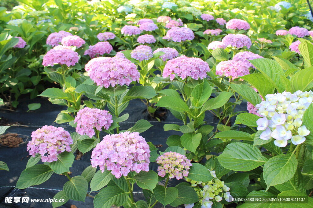 绣球花