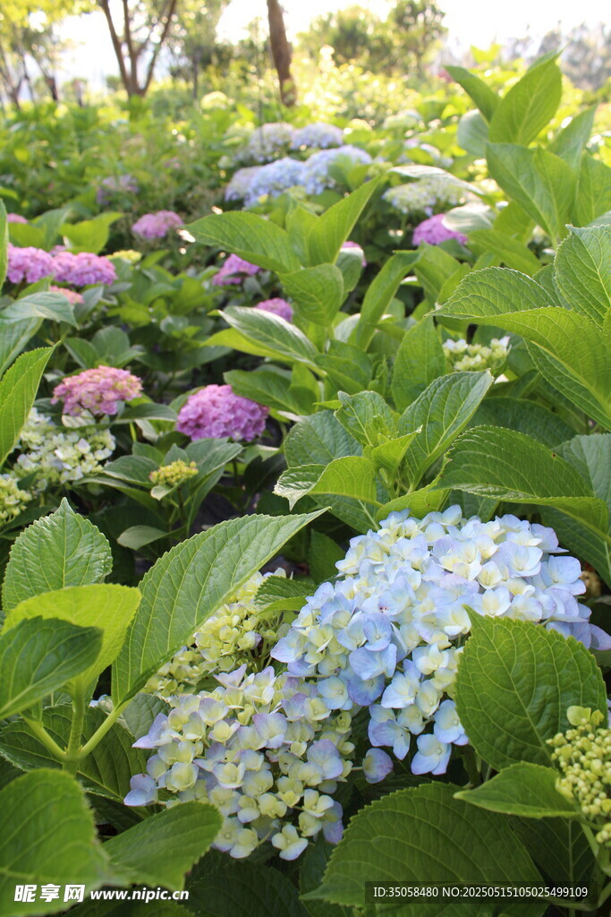 绣球花