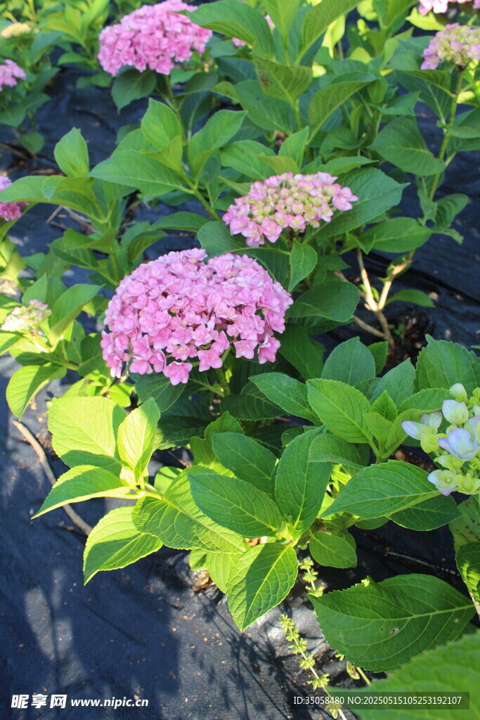 绣球花