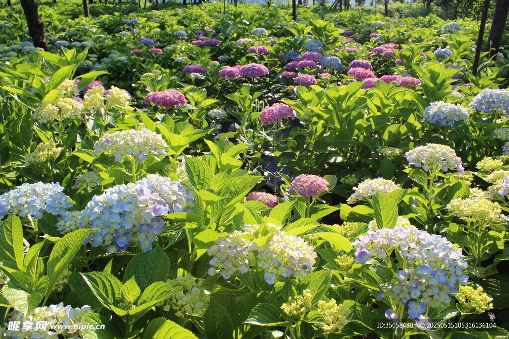 绣球花