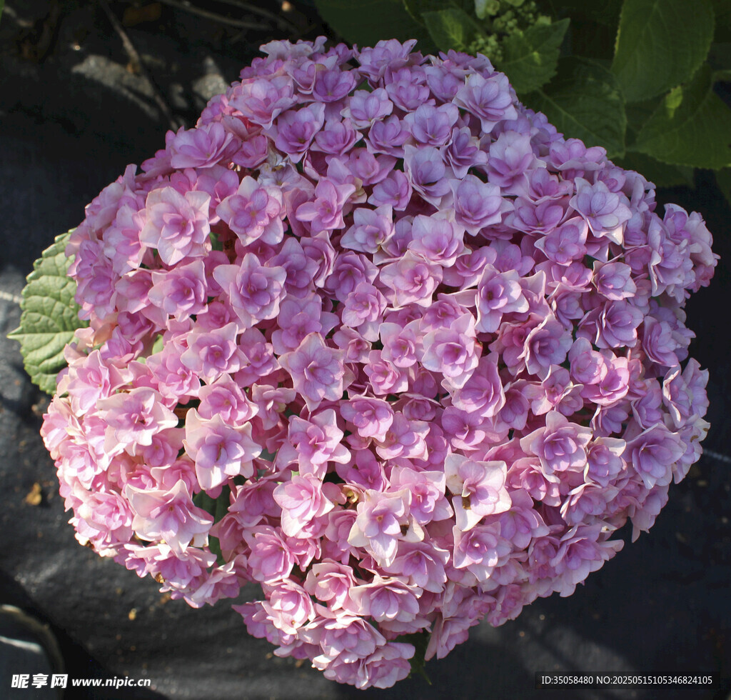 绣球花