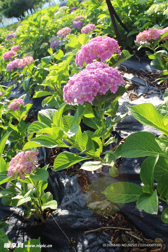 绣球花