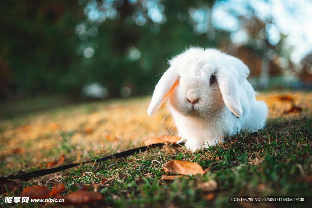 草地上的可爱白兔