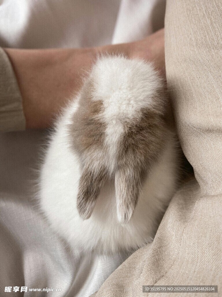 怀中萌兔