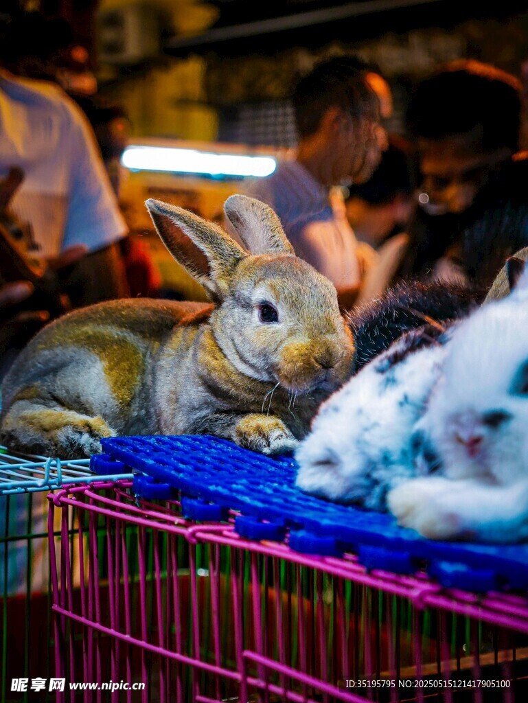 可爱萌兔待售中