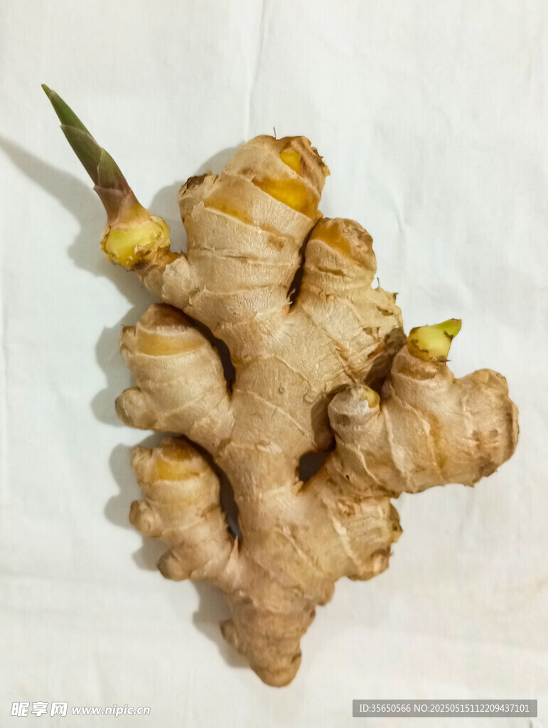 新鲜生姜特写