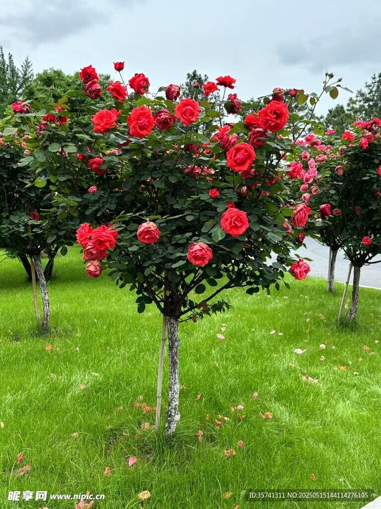 月季