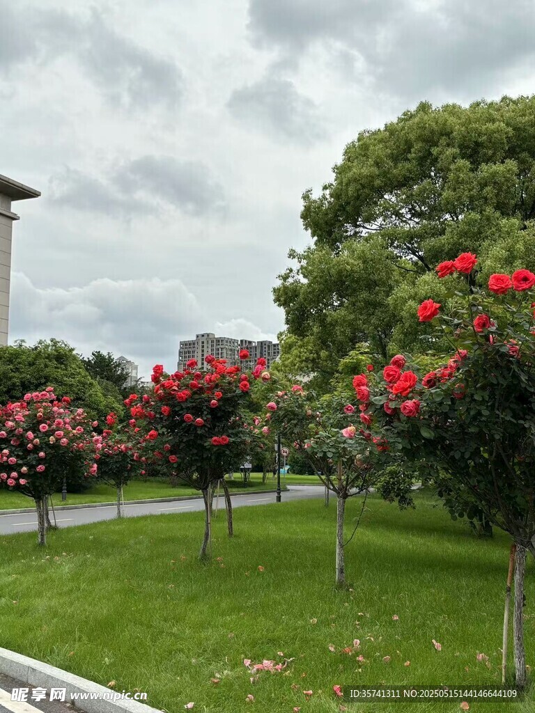 月季花