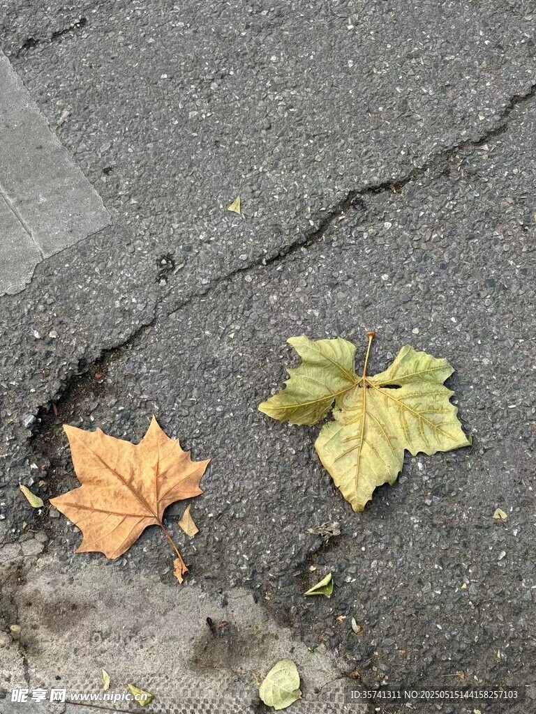 枫叶