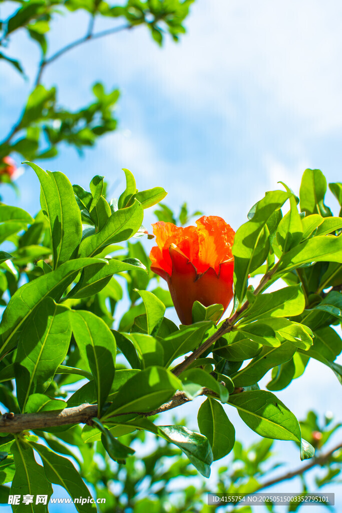 枝头娇艳石榴花