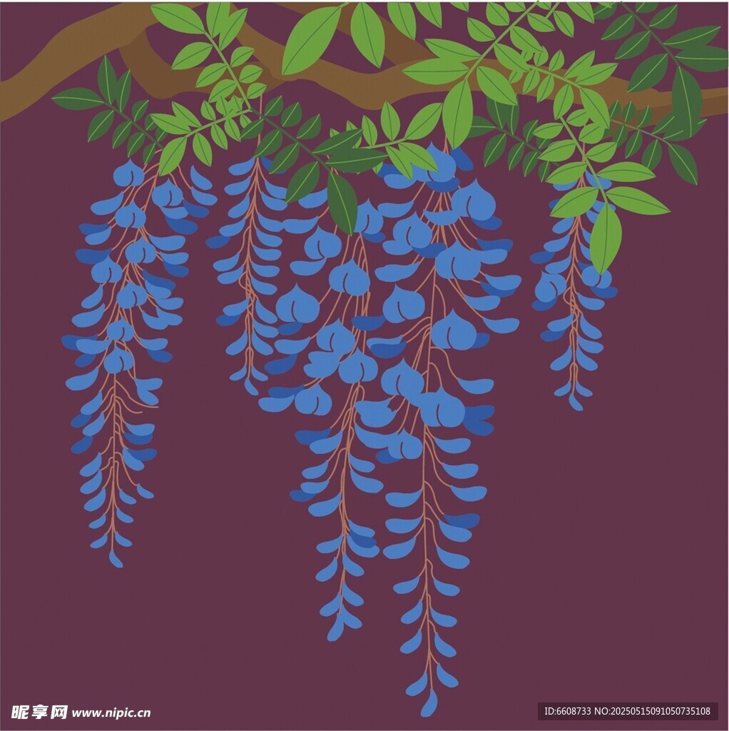 垂挂的蓝紫色紫藤花