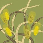 手绘玉米植株插画