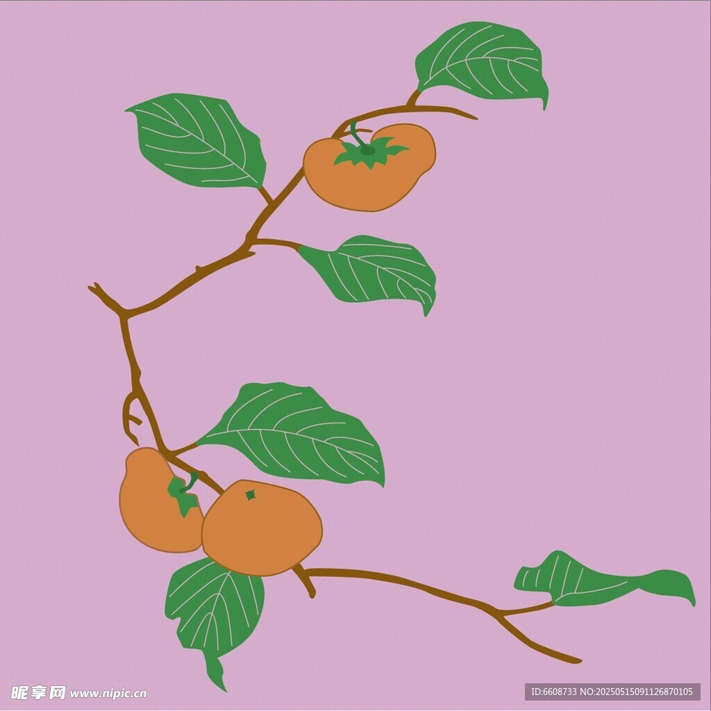 枝头柿子插画