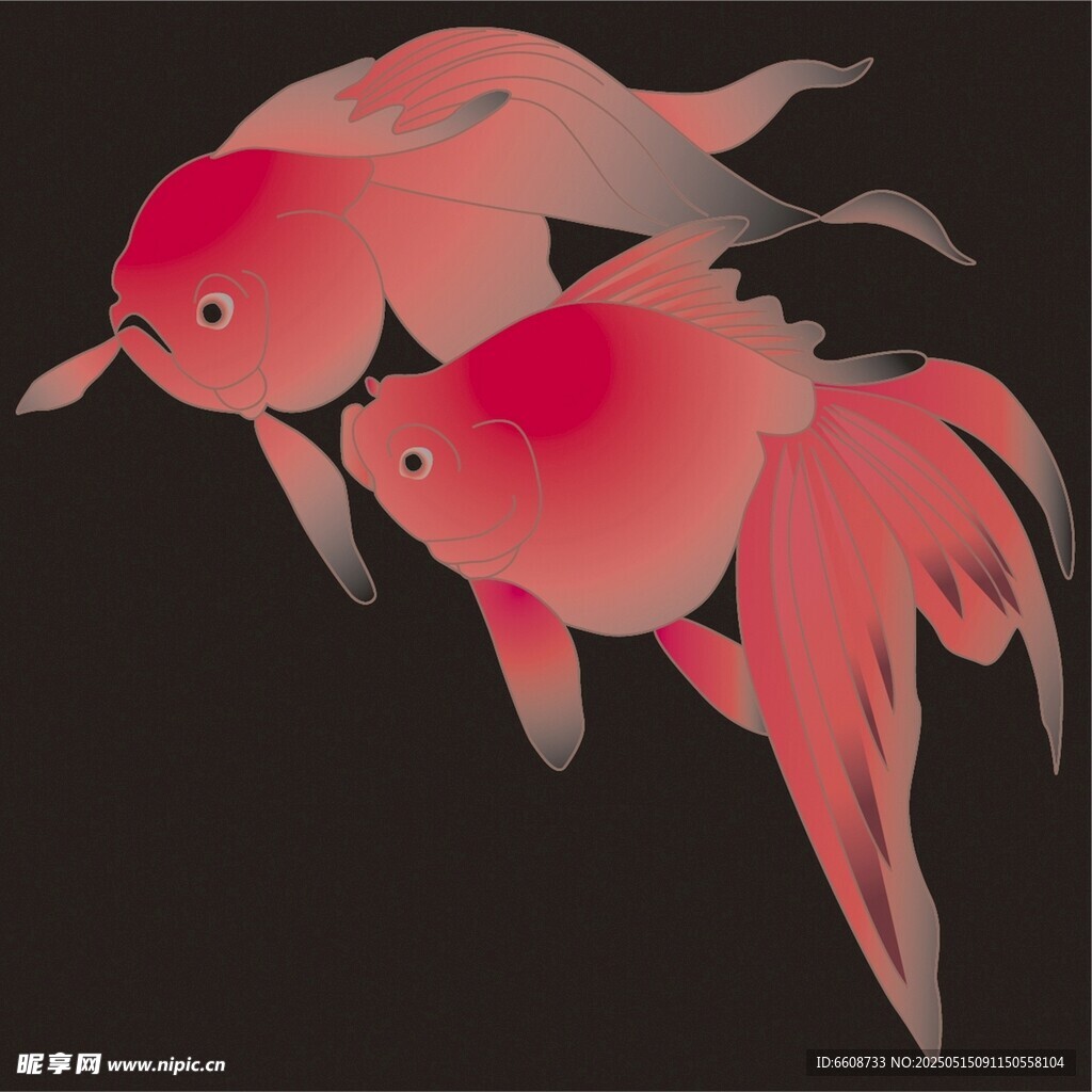 双尾红金鱼插画