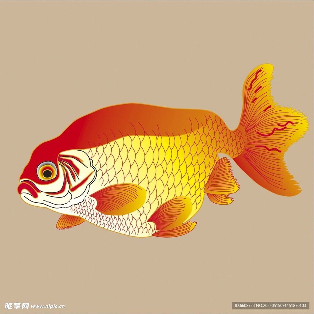 可爱金鱼插画