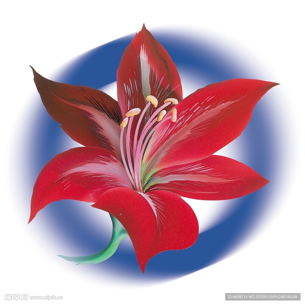红色花卉插画