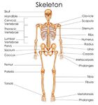 人体骨骼结构示意图