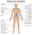 人体神经系统解剖示意图