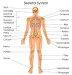 人体骨骼系统示意图