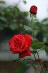 玫瑰花