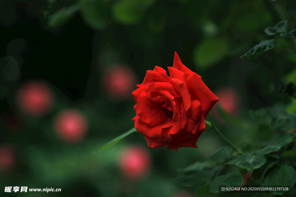玫瑰花 