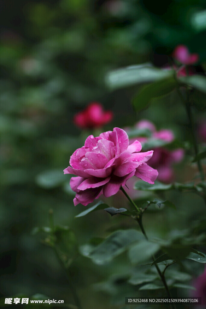 玫瑰花 