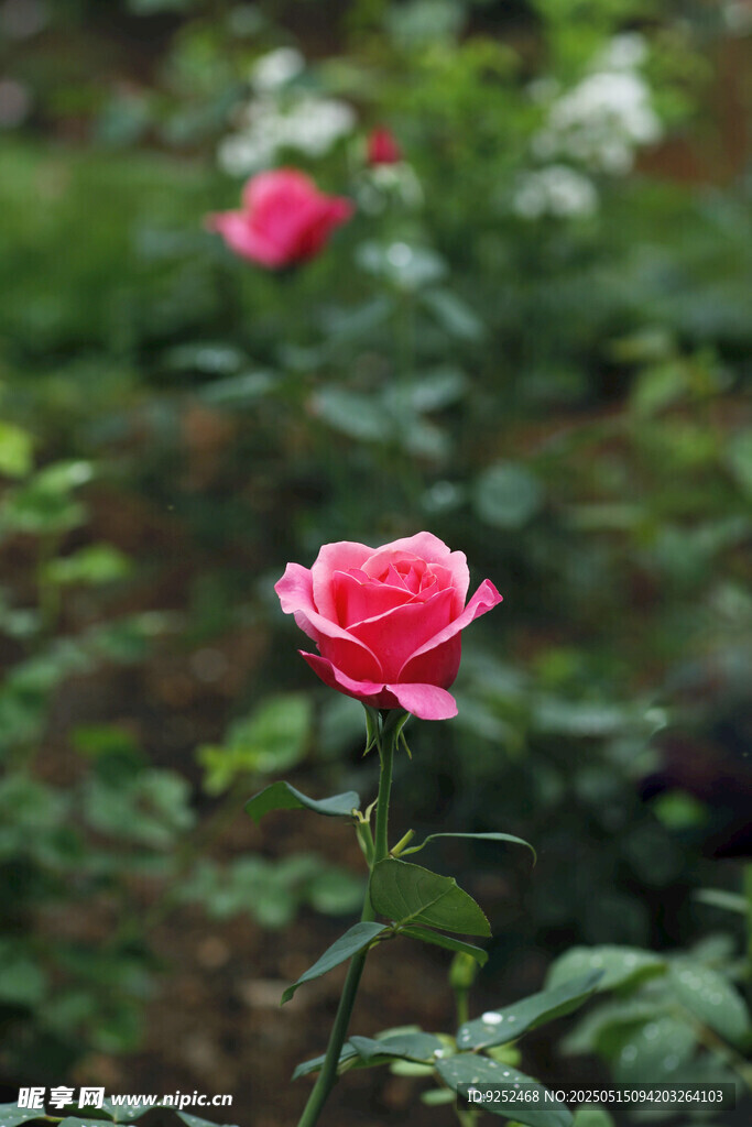 粉玫瑰