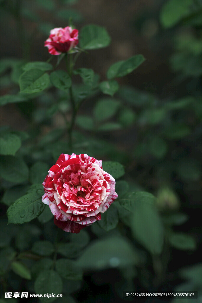 玫瑰花 