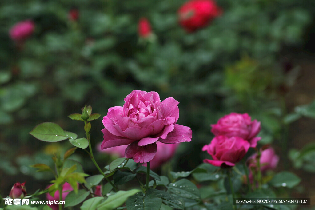 紫玫瑰花