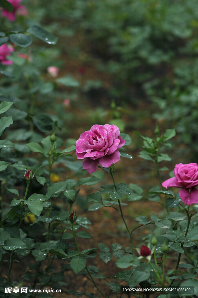 玫瑰红 