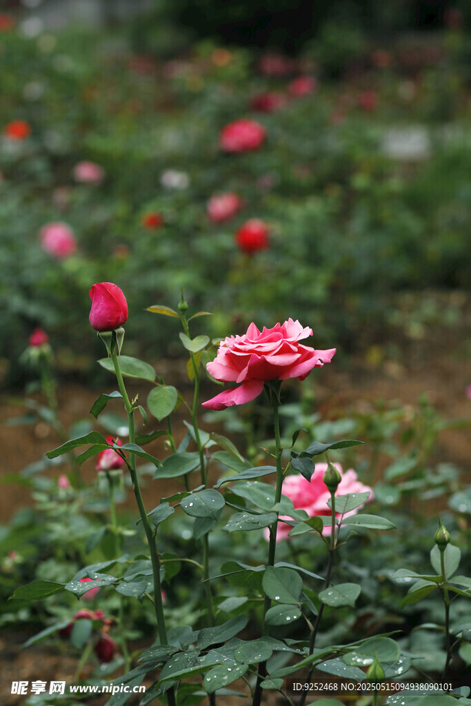 玫瑰花园 