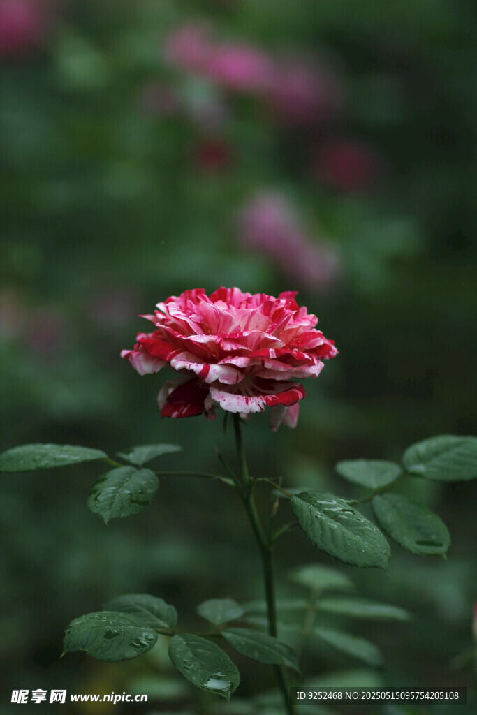 月季花 