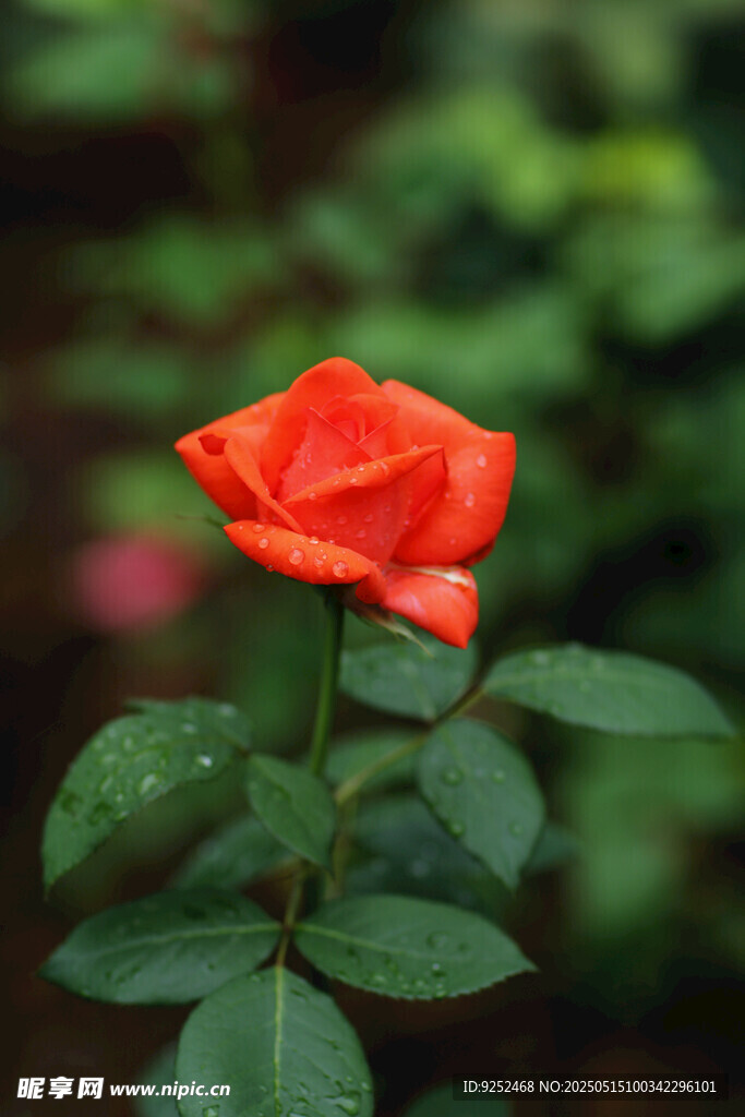 月季花 