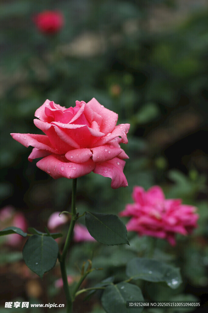  红玫瑰