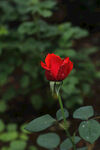 花苞 