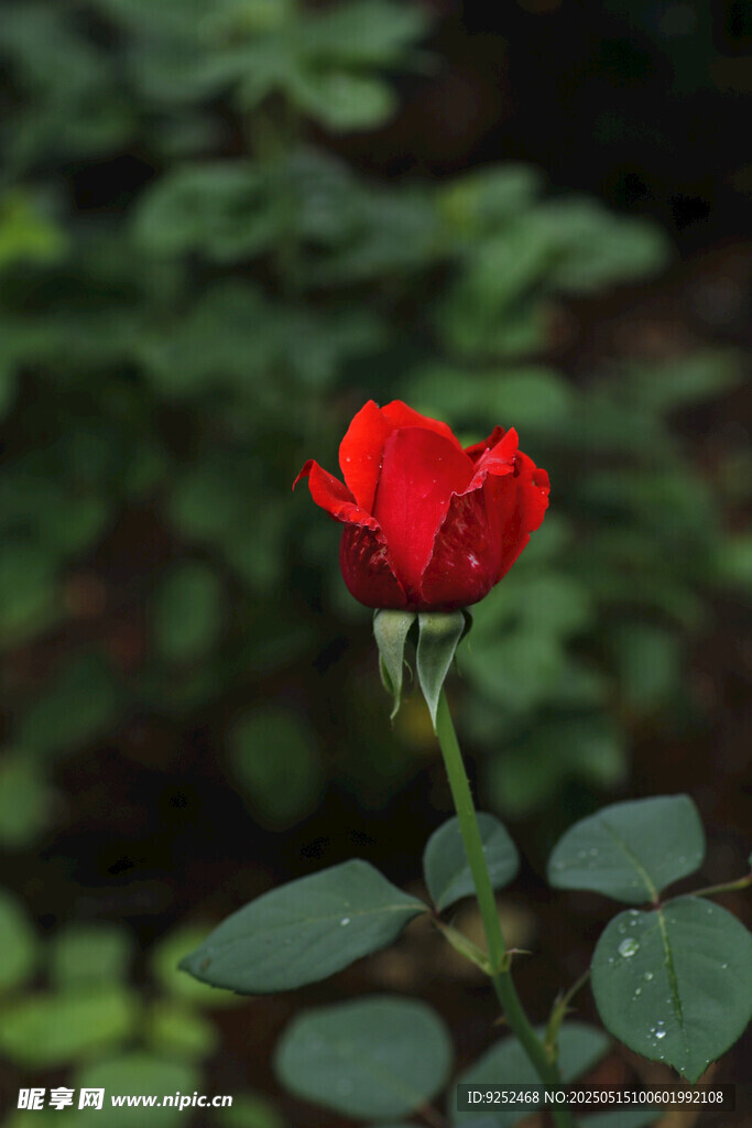花苞 