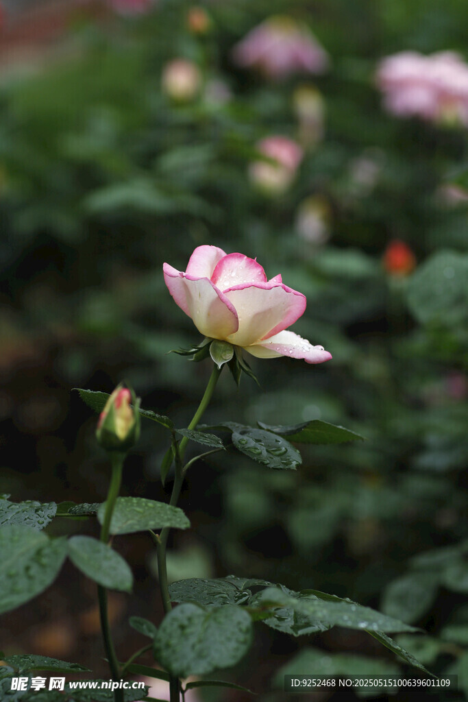 粉色玫瑰 