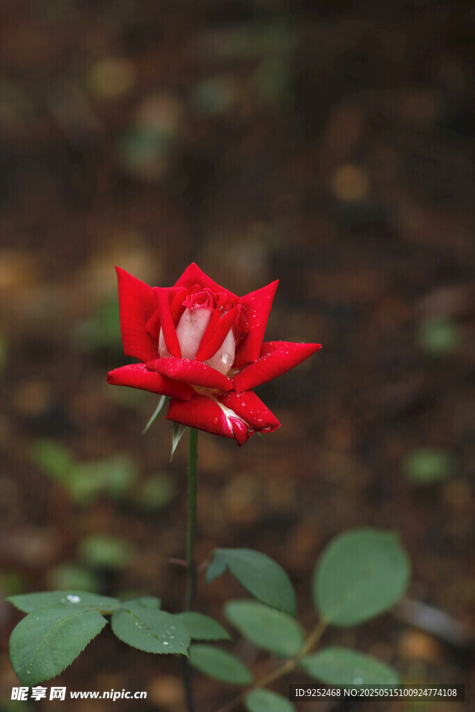 红玫瑰 