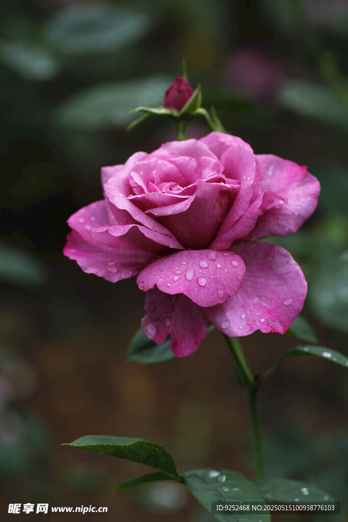 紫玫瑰花