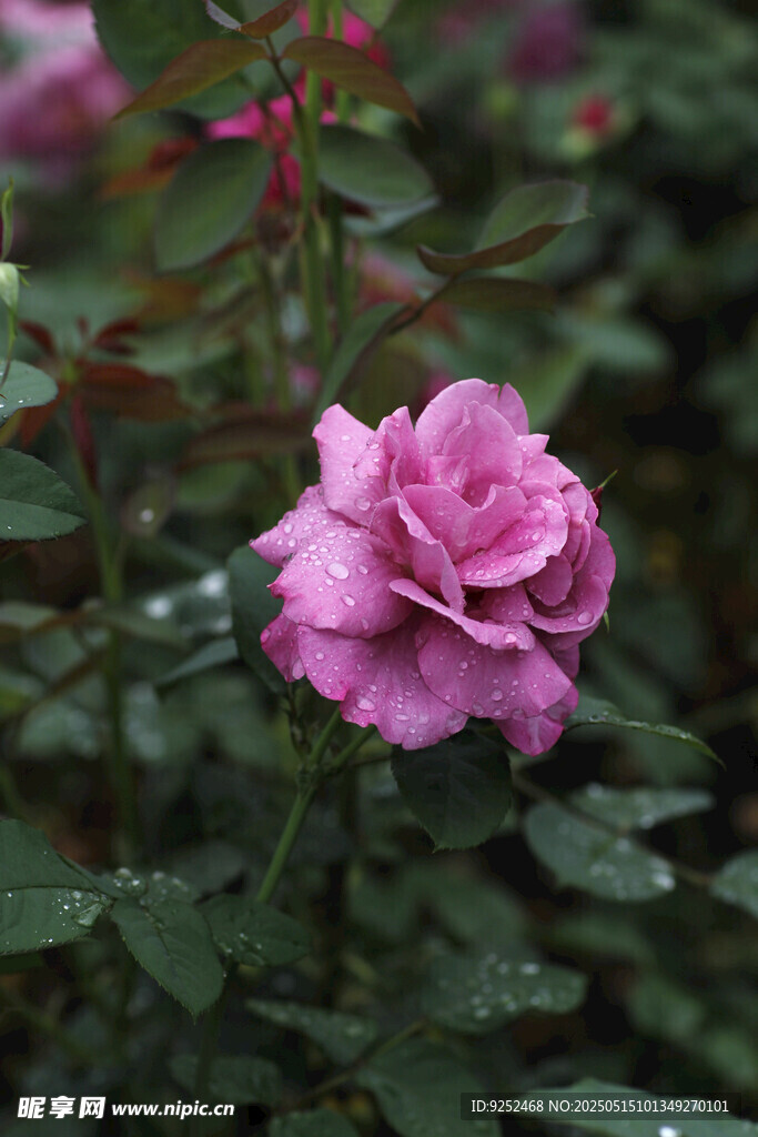 紫玫瑰花
