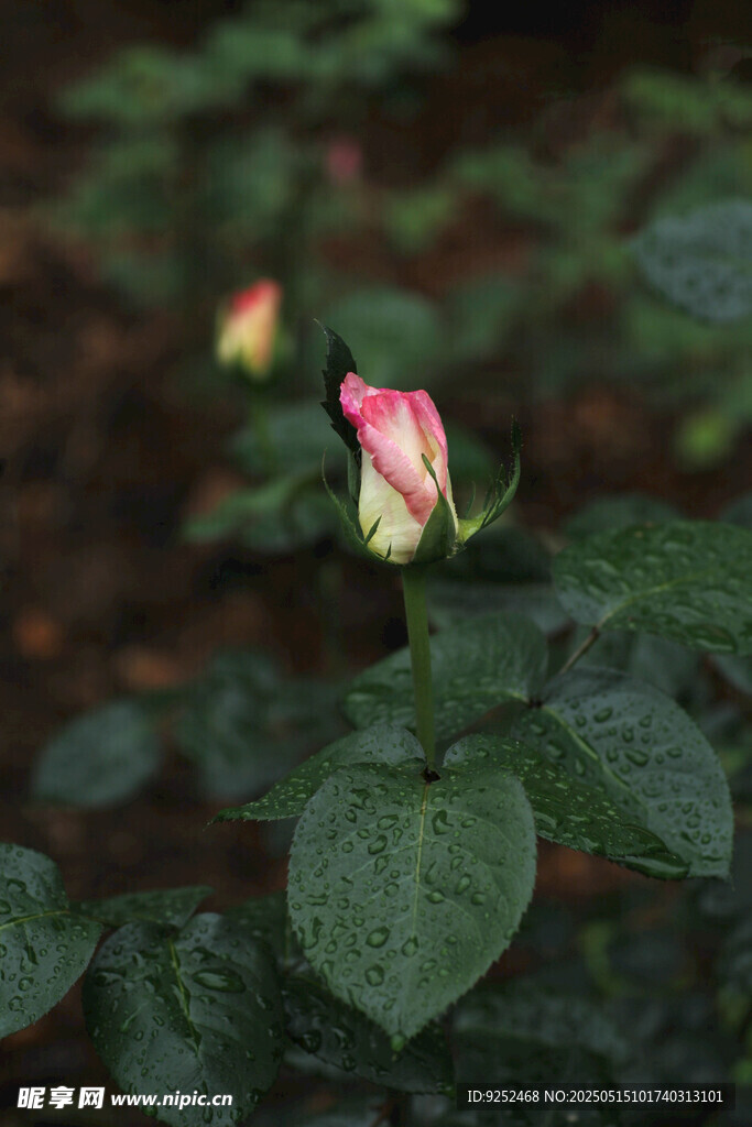 花苞 