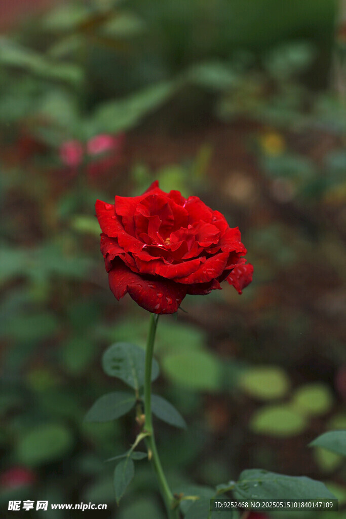 红玫瑰花 
