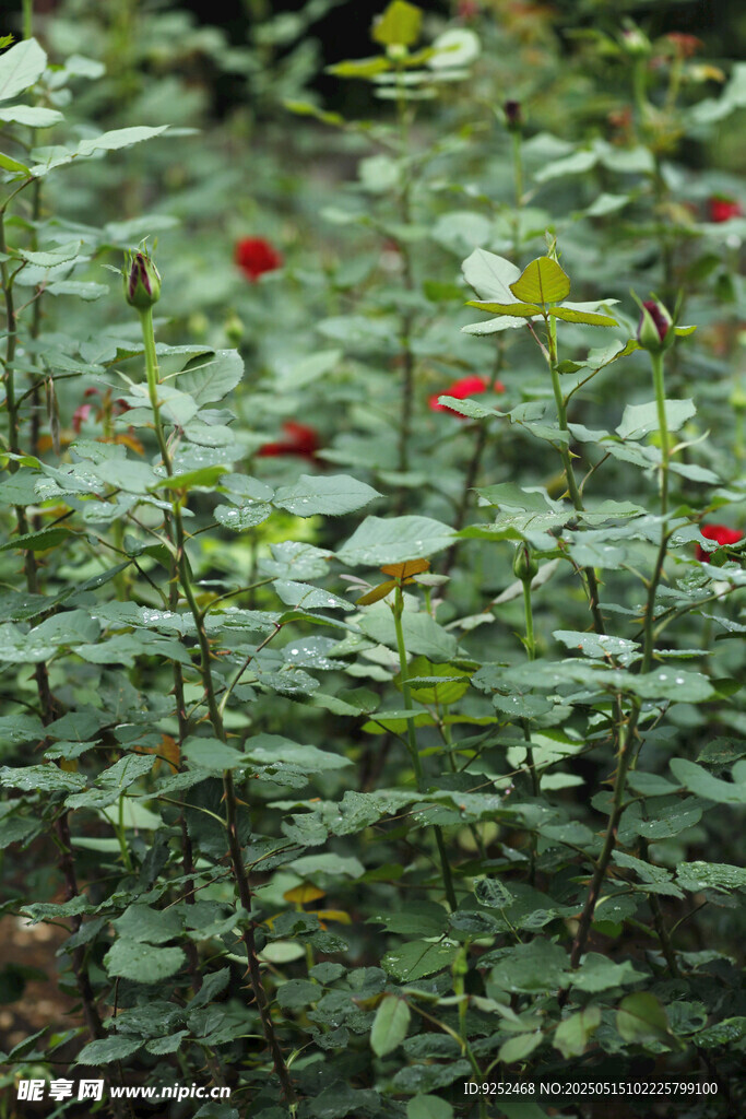 花苞