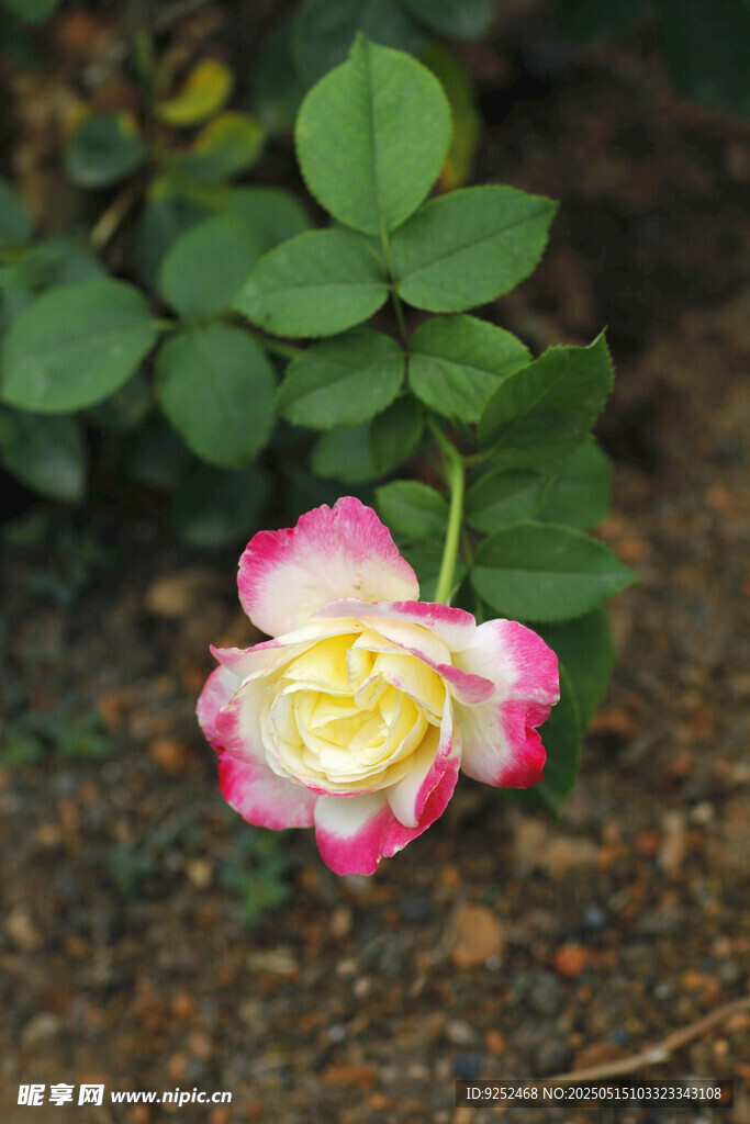 玫瑰 