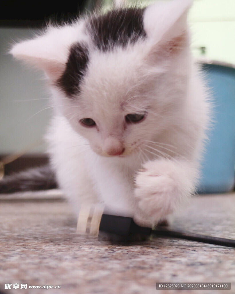 黑白小猫玩线团
