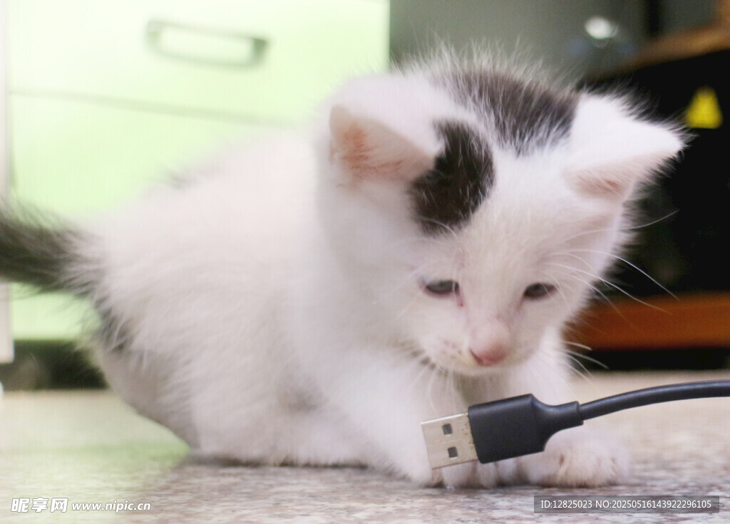 小猫玩数据线的可爱瞬间