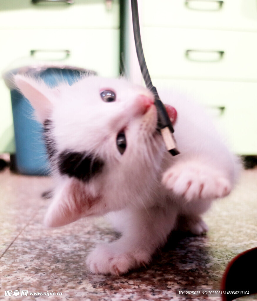 小猫玩逗猫棒超可爱