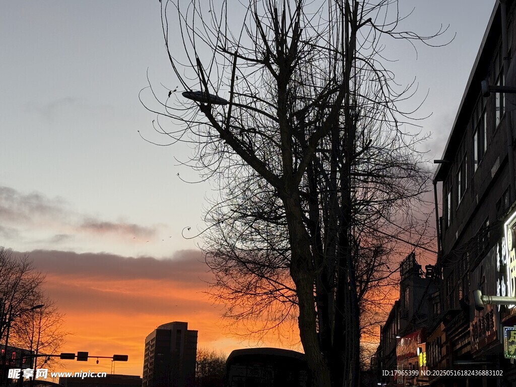 夕阳下的枯树与街边建筑
