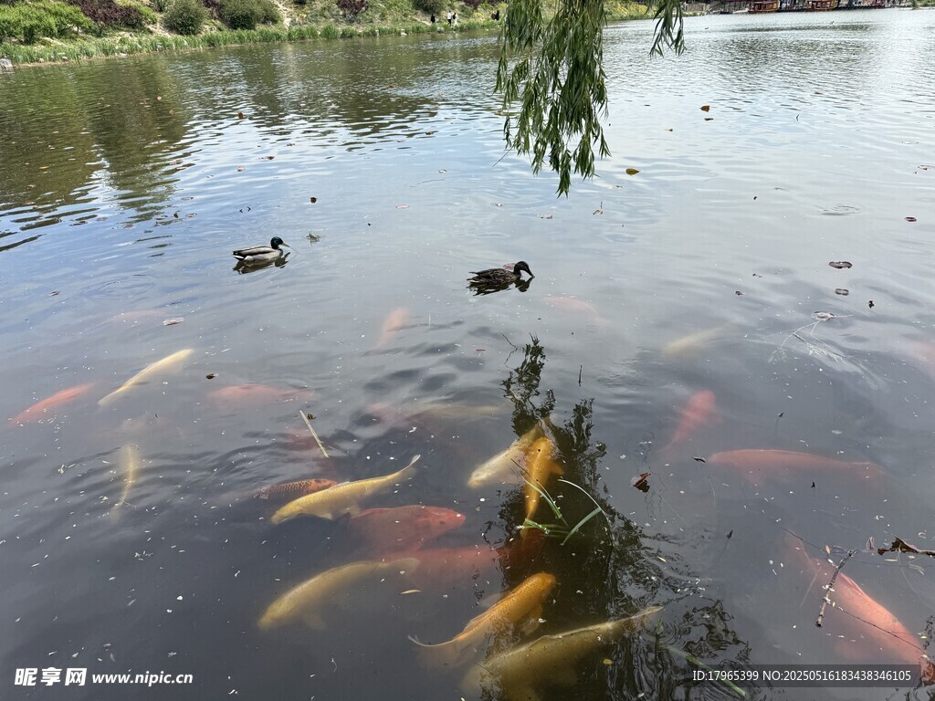 锦鲤