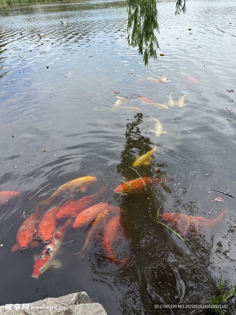 多彩锦鲤